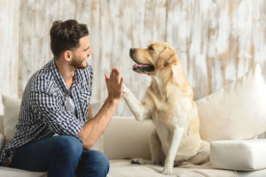 High Five Human, Dog Giving A Paw To A Handsome Man In The House