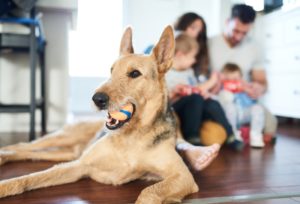 pets impact indoor air quality